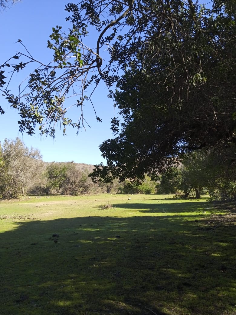 Vista de las parcelas en Longotoma, La Ligua